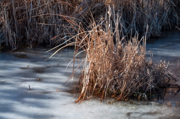 Marsh grasses frozen in a fresh water pond