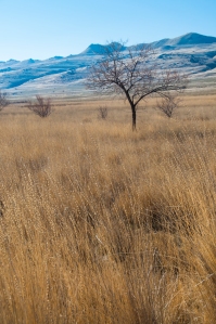 A bit of the serengeti in Utah