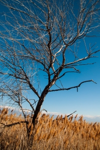 Charred tree along the shoreline of the Great Salt Lake