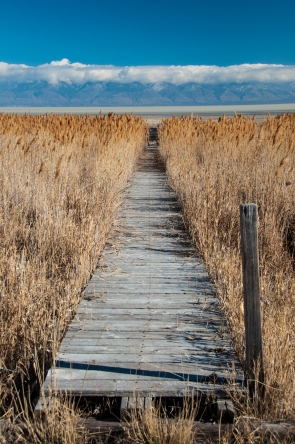 Boardwalk across the mud and reeds